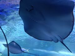 -北海海底世界