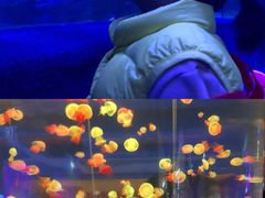 -左海海底世界