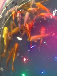 -堂堂乐儿童乐园(阳光100欧特福店)