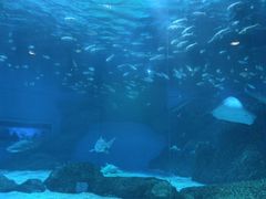 -海合安成都极地海洋公园