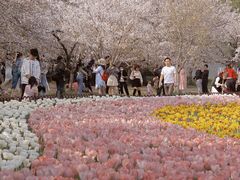 -苏州上方山国家森林公园
