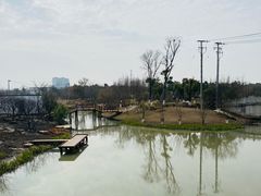 -上海长兴岛郊野公园