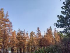 -白鹭湾湿地公园