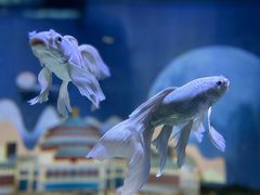 -重庆欢乐海底世界