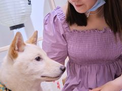 -柴迷FANS CLUB·柴犬狗咖·猫咖