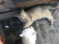 -喵屿·大理花园猫咖