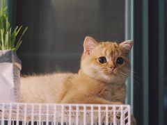 -东方名猫馆·英短金渐层布偶猫舍(环线广场1号楼店)