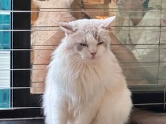 -楼上猫咖(罗湖店)