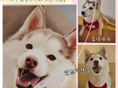 -Husky Go! 哈士奇体验馆·宠物咖啡厅狗咖