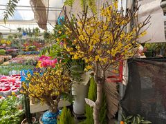 -龙大花卉苗木市场