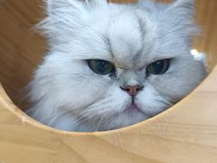 -藏猫猫咖啡主题馆(中央大道店)