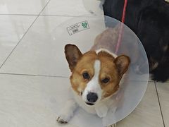 -美联众合动物医院·24h京西诊疗中心