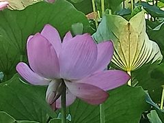 -大宁郁金香公园-停车场