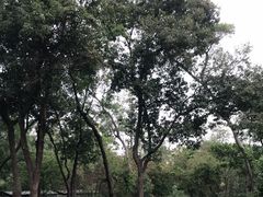-狐尾山公园