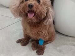 -瑞鹏瑞爱宠物医院·全科·猫科·血液透析中心(龙头寺店)