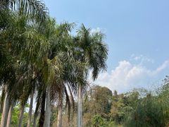 -中国科学院西双版纳热带植物园