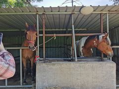 -金岛生态园烧烤露营地