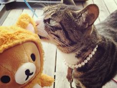 海边的猫和咖啡馆-海边的猫和咖啡馆