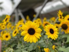-深圳市中科院仙湖植物园