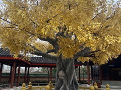 -广东圆玄道观