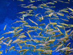 -华夏文旅西安度假区