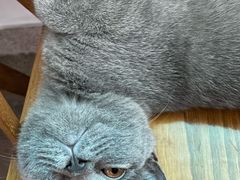 -lincat·猫舍(广州店)