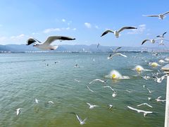 -海埂大坝