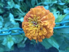 -大宁郁金香公园-停车场