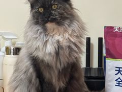 -pd派德宠物中心医院24H急重症·眼科中心·血液透析中心(嵩山北路店)