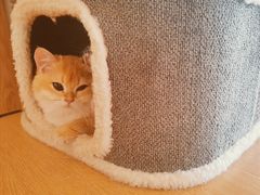 -猫腻·猫咖·撸猫馆(星光大道店)