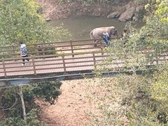 -野象谷景区