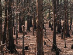 -桤木河湿地公园