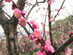 -香雪海