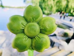 -莲花池公园
