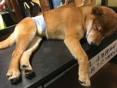 -more than meow吴止猫主题餐厅(承德 中船汇店)