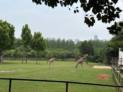 -合肥野生动物园