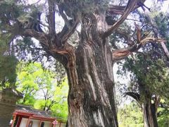 -黄帝陵