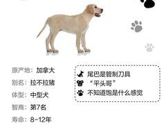 -艾贝尔宠物医院 ·中兽医·宠保定点(北门桥店)