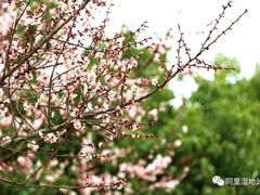 -同里国家湿地公园
