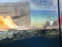 -海合安武汉极地海洋公园