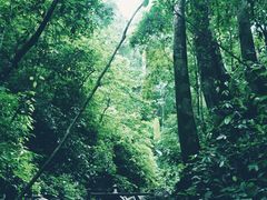 -西双版纳原始森林公园