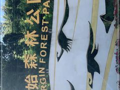 -西双版纳原始森林公园