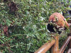 -都江堰中华大熊猫苑