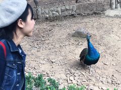 -燕塞湖鸟语林景区