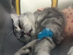 -纳吉亚猫专科动物诊疗中心(蒋宅口分院)