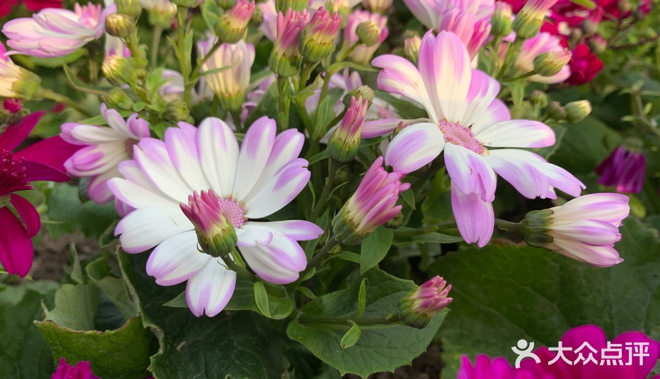 百花齐放