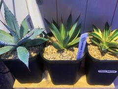 -Rabbit Cafe私房西餐甜点咖啡(栖霞路店)