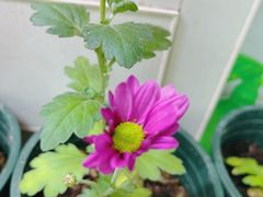 -中环花鸟鱼虫市场