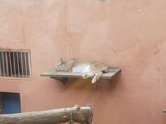 -青藏高原野生动物园