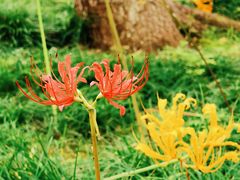 -白塘生态植物园